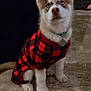 puppy, husky, dog, pet, indoor, carpet, clothing, red, black, checkered, cute, sitting, young, animal, fur, ears, collar, tag, looking_up, domestic