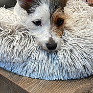 Boo participe au concours pour gagner de l'argent avec cette photo : dog, puppy, fluffy_bed, resting, ears, wooden_surface, indoor, plant, shelf, pet, cute, fur, animal, close_up, relaxing, face, small_dog, domestic_animal, cozy, portrait