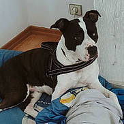 Rubis Nala a rejoint le concours — aidez-le/la à gagner de superbes lots ! dog, black_and_white, harness, blanket, wood_floor, corner, wall_socket, indoor, pet, resting, curious, canine, fur, ears, animal, domestic, mammal, floor, looking, bed