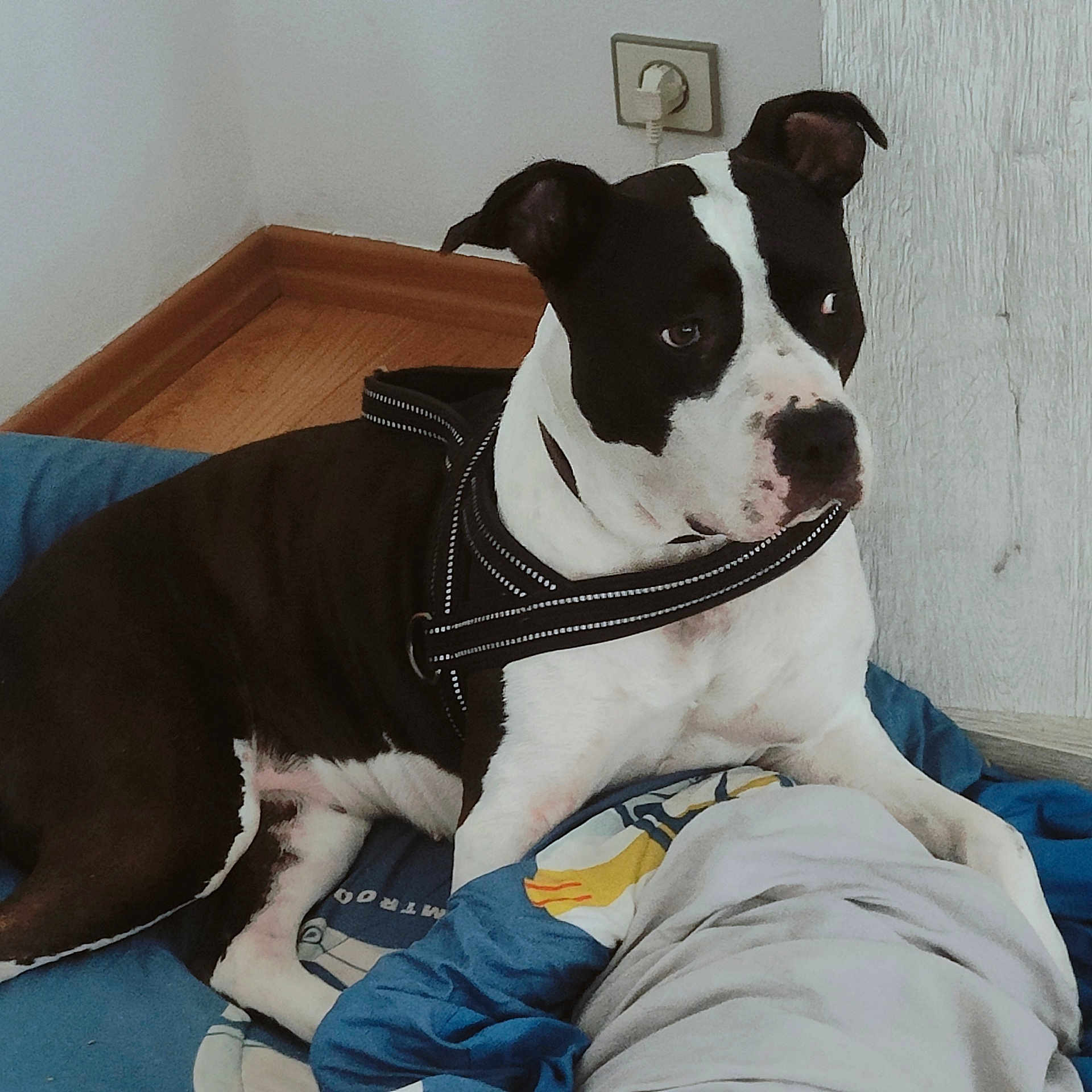 Rubis Nala a rejoint le concours — aidez-le/la à gagner de superbes lots ! dog, black_and_white, harness, blanket, wood_floor, corner, wall_socket, indoor, pet, resting, curious, canine, fur, ears, animal, domestic, mammal, floor, looking, bed