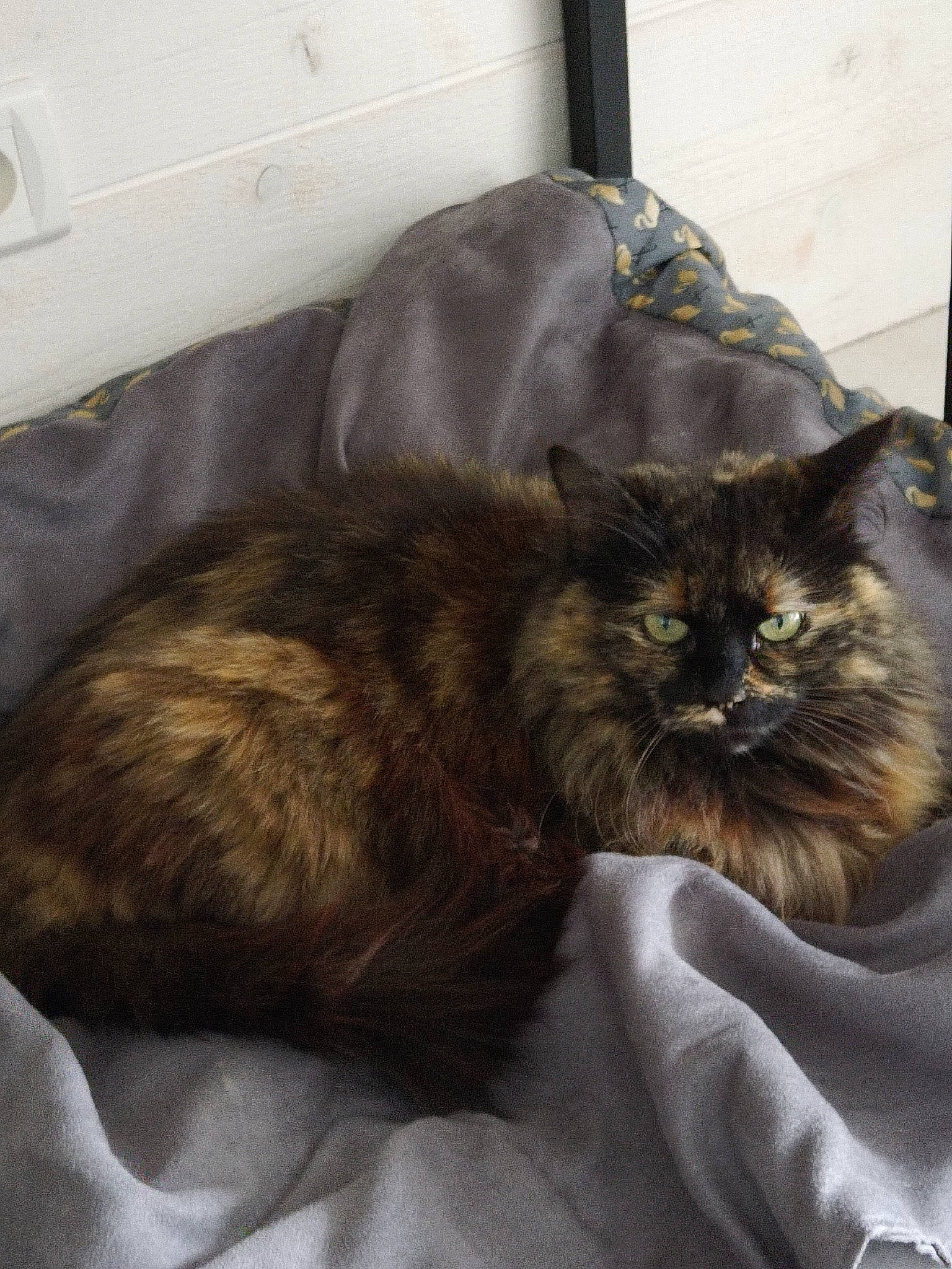 Mouna a rejoint le concours — aidez-le/la à gagner de superbes lots ! box, brown, carnivore, cat, comfort, felidae, fur, small_to_medium_sized_cats, snout, tail, terrestrial_animal, whiskers