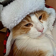 Churro joined the competition — help win amazing prizes! cat, animal, pet, orange_cat, white_cat, fur, whiskers, hat, winter_hat, plaid, cozy, closeup, face, cute, indoor, domestic_cat, feline, portrait, warm, soft