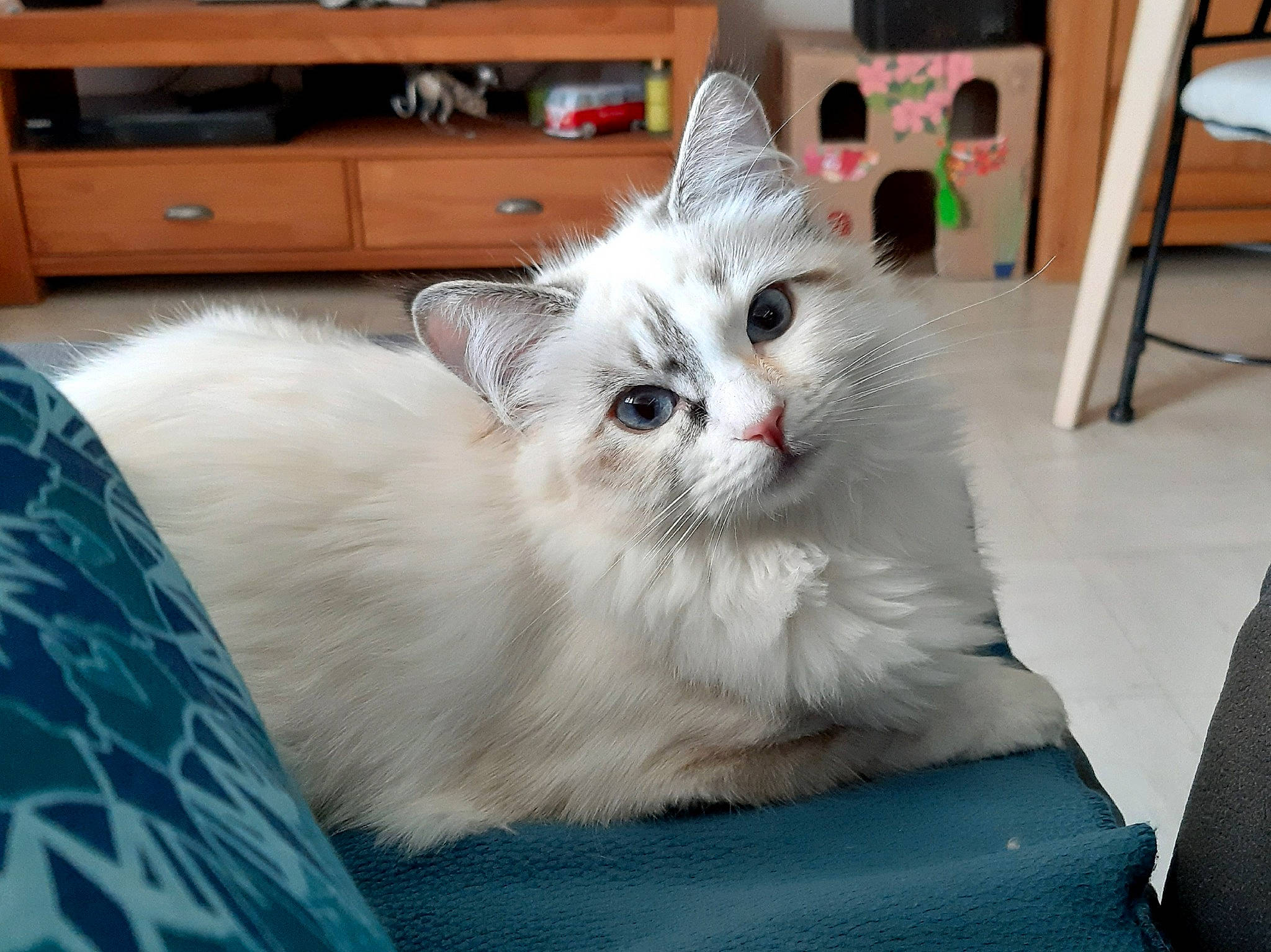 Tokyo a rejoint le concours — aidez-le/la à gagner de superbes lots ! bookcase, cabinetry, carnivore, cat, chest, chest_of_drawers, comfort, cupboard, drawer, dresser, felidae, fur, hardwood, paw, shelf, sideboard, small_to_medium_sized_cats, snout, whiskers, wood