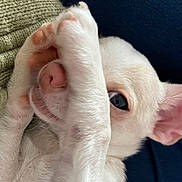 Snow a rejoint le concours — aidez-le/la à gagner de superbes lots ! carnivore, comfort, companion_dog, dog_breed, ear, eye, fawn, felidae, finger, foot, fur, gesture, nail, paw, small_to_medium_sized_cats, snout, sporting_group, thumb, whiskers, wrinkle