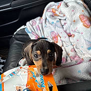 Diesel joined the competition — help win amazing prizes! puppy, dog, blanket, car_seat, toy_package, black_and_tan, curious, pet, indoor, cute, young_dog, small_dog, fur, animal, looking_up, leather_seat, colorful_blanket, playful, pet_accessory, close_up