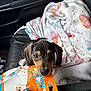 puppy, dog, blanket, car_seat, toy_package, black_and_tan, curious, pet, indoor, cute, young_dog, small_dog, fur, animal, looking_up, leather_seat, colorful_blanket, playful, pet_accessory, close_up