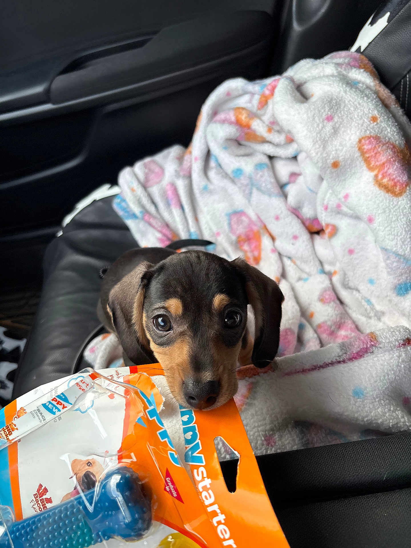 Diesel joined the competition — help win amazing prizes! puppy, dog, blanket, car_seat, toy_package, black_and_tan, curious, pet, indoor, cute, young_dog, small_dog, fur, animal, looking_up, leather_seat, colorful_blanket, playful, pet_accessory, close_up