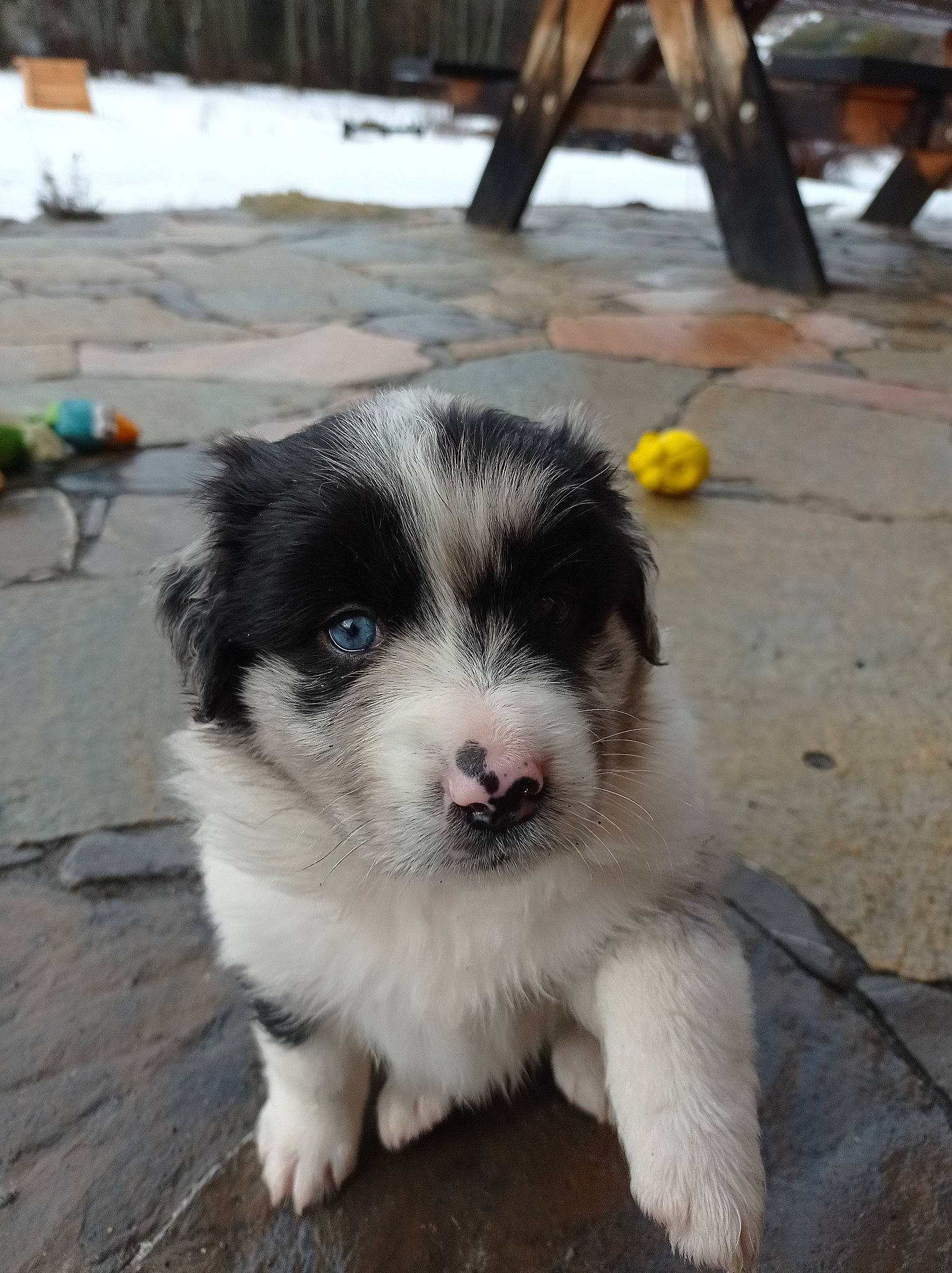 Deadra a rejoint le concours — aidez-le/la à gagner de superbes lots ! australian_shepherd, canidae, carnivore, companion_dog, dog, dog_breed, fur, herding_dog, sporting_group, terrestrial_animal, toy_dog, whiskers, winter, wood, working_animal, working_dog