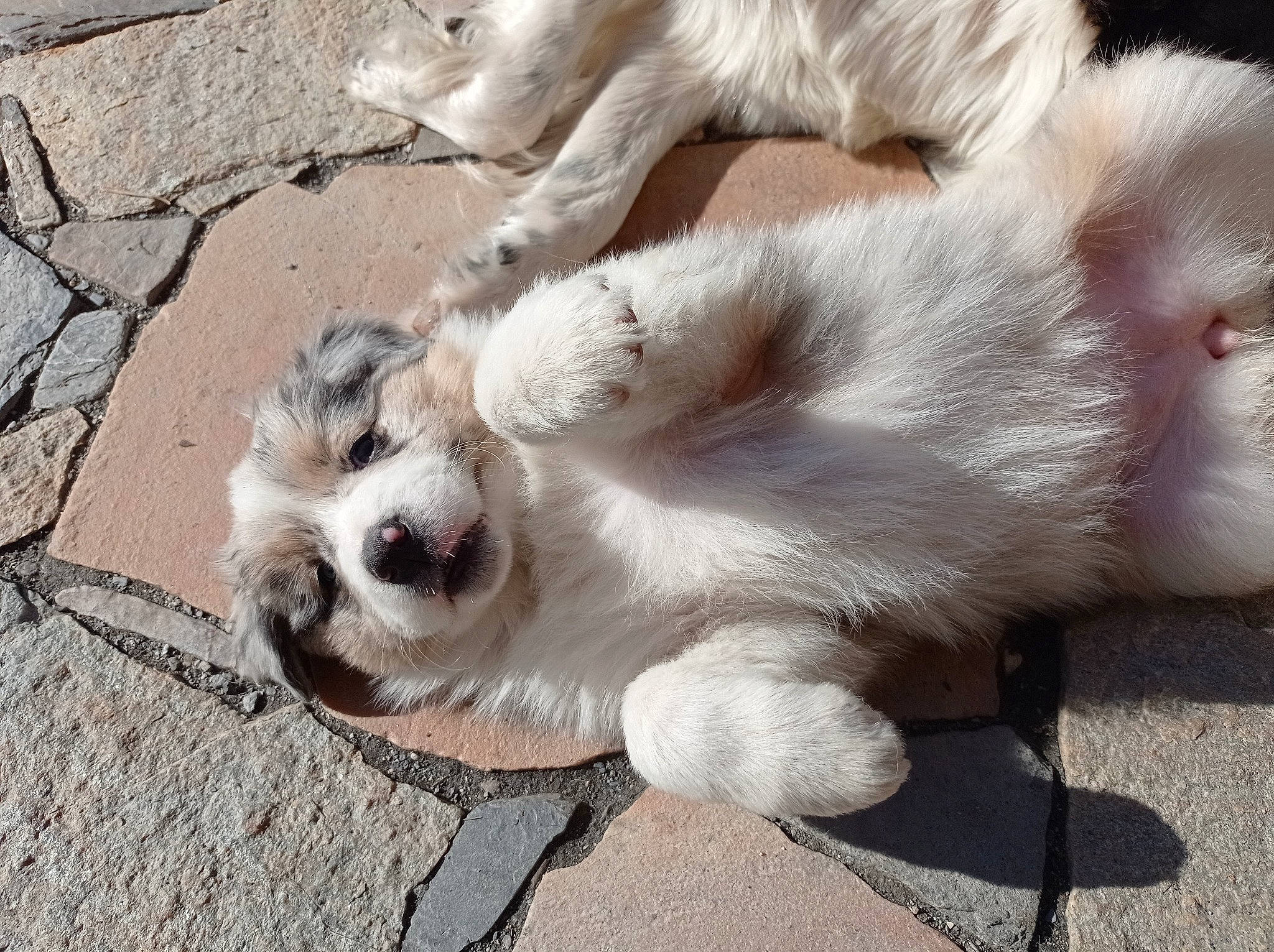 Sitka a rejoint le concours — aidez-le/la à gagner de superbes lots ! canidae, carnivore, claw, companion_dog, dog, dog_breed, fawn, felidae, foot, fur, non_sporting_group, paw, small_to_medium_sized_cats, sporting_group, tail, terrestrial_animal, toy_dog, wheel, whiskers, working_animal