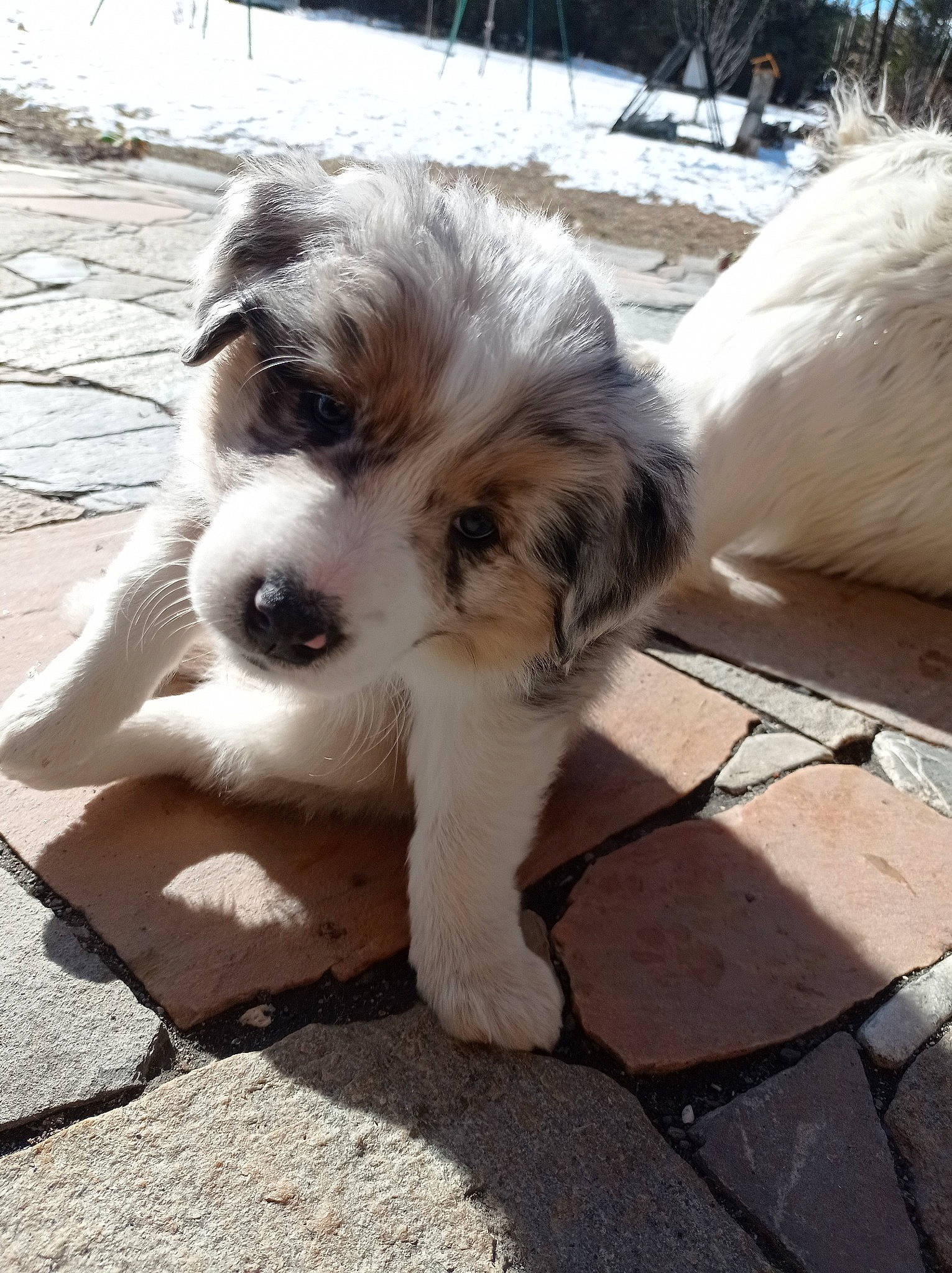 Sitka participe au concours pour gagner de l'argent avec cette photo : canidae, carnivore, companion_dog, dog, dog_breed, fur, mal_shi, maltepoo, non_sporting_group, paw, puppy, puppy_love, shih_poo, small_terrier, sporting_group, street_dog, terrier, toy_dog, working_animal