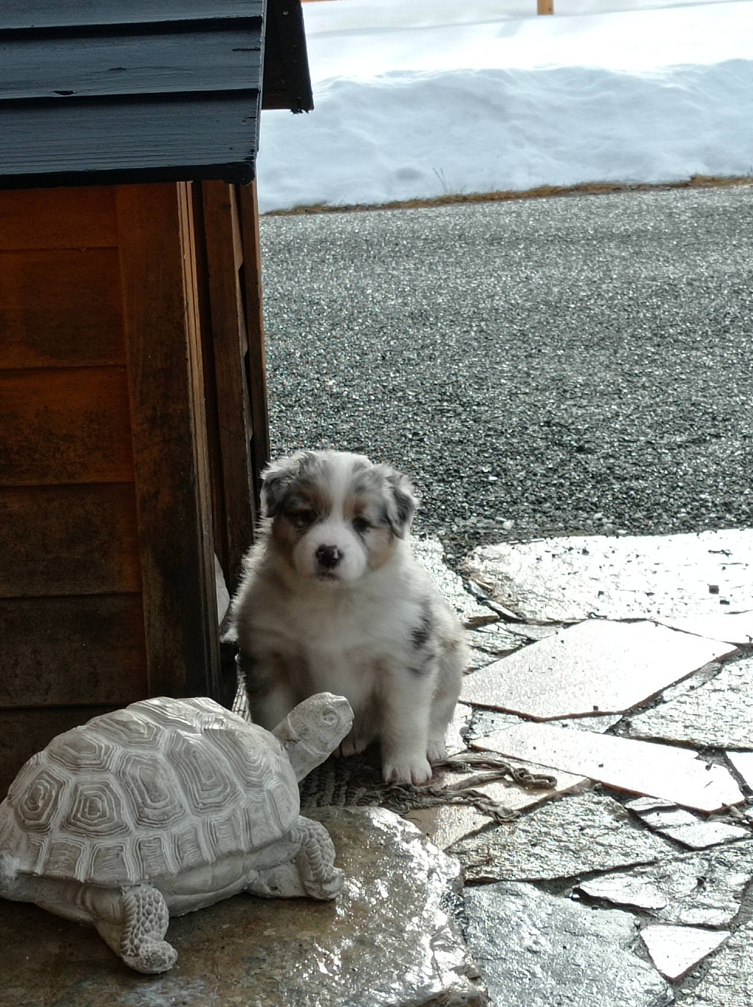 Sitka a rejoint le concours — aidez-le/la à gagner de superbes lots ! asphalt, carnivore, city, companion_dog, dog, dog_breed, fawn, flooring, grass, grey, monochrome, monochrome_photography, road, road_surface, sidewalk, sitting, snout, street, toy_dog, wood