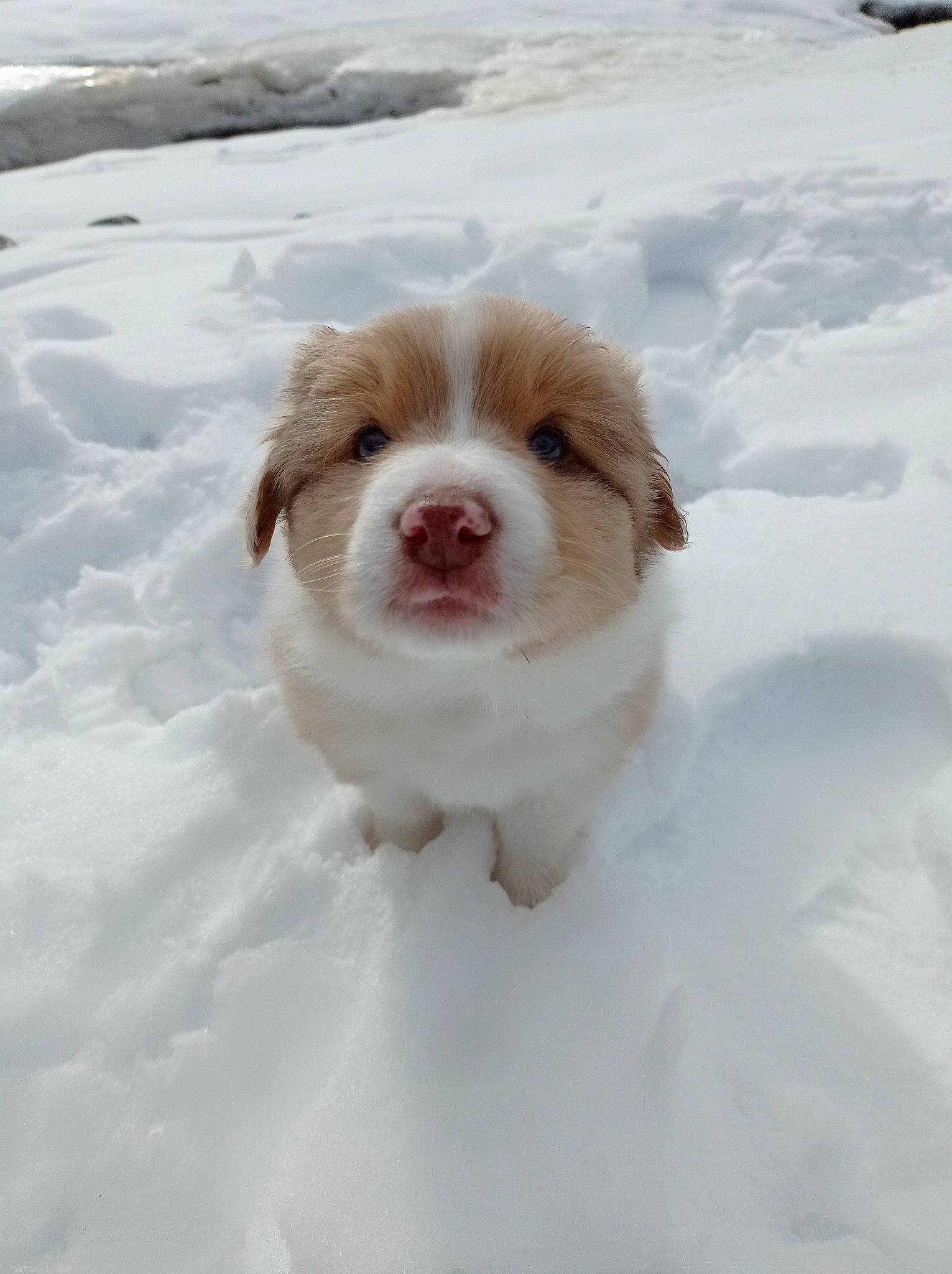 Rio a rejoint le concours — aidez-le/la à gagner de superbes lots ! carnivore, companion_dog, dog, dog_breed, freezing, fur, snout, snow, sporting_group, winter