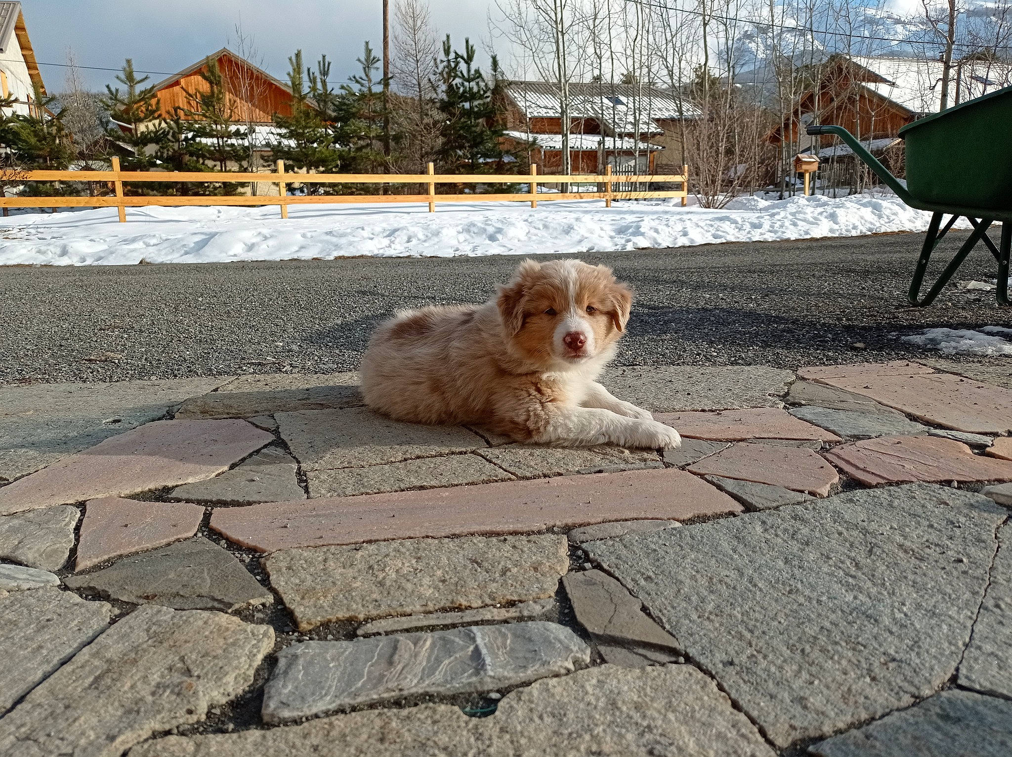 Rio participe au concours pour gagner de l'argent avec cette photo : asphalt, building, carnivore, chair, companion_dog, dog, dog_breed, fawn, flagstone, flooring, outdoor_furniture, plant, road, road_surface, sidewalk, sky, snow, sporting_group, tree, winter