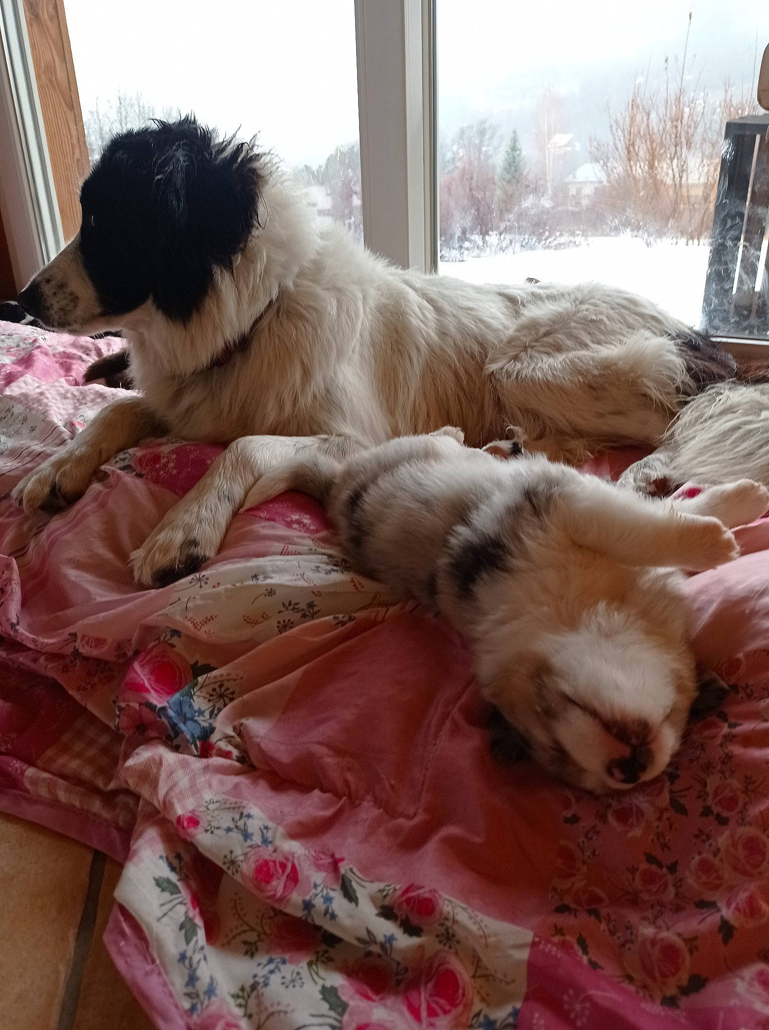 Diva a rejoint le concours — aidez-le/la à gagner de superbes lots ! canidae, carnivore, comfort, companion_dog, couch, dog, dog_breed, dog_supply, fawn, felidae, fur, giant_dog_breed, nap, puppy, sky, snout, sporting_group, tail, toy_dog, working_animal