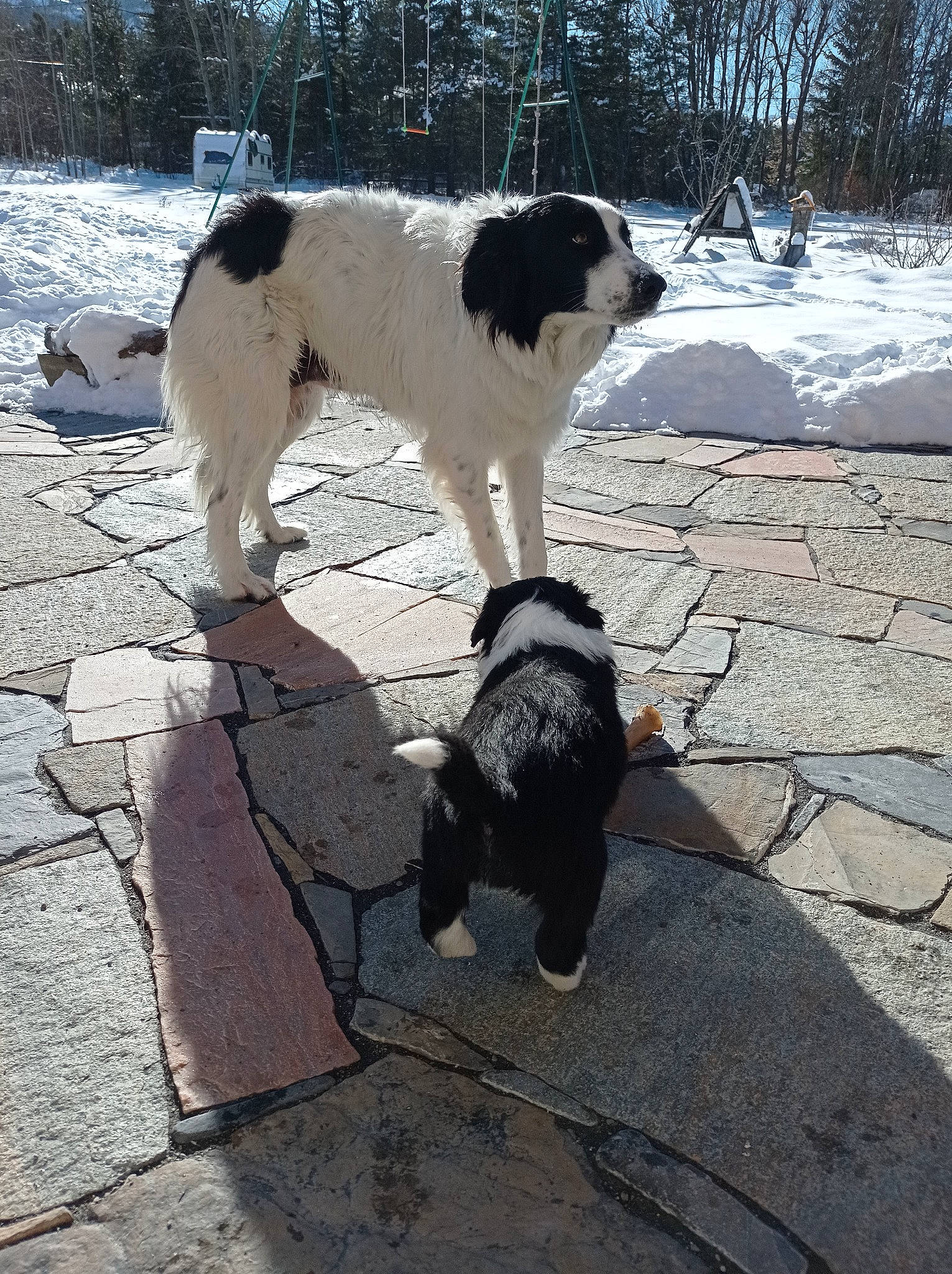 Diva participe au concours pour gagner de l'argent avec cette photo : asphalt, canidae, carnivore, cobblestone, collar, companion_dog, dog, dog_breed, dog_collar, flagstone, flooring, fur, landseer, road_surface, shadow, sky, snout, snow, tail, working_dog