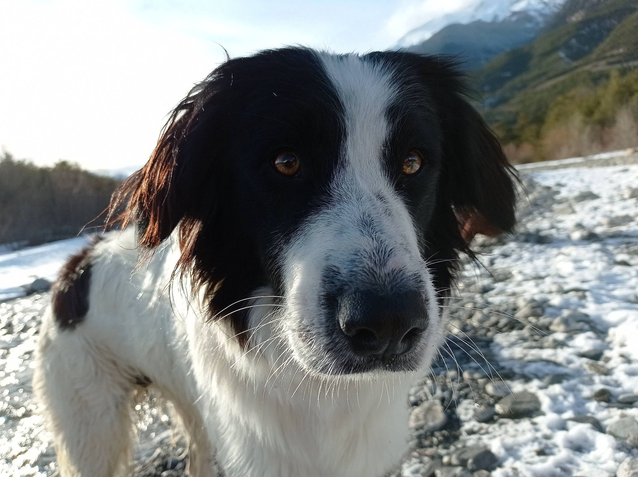 Diva participe au concours pour gagner de l'argent avec cette photo : canidae, carnivore, cloud, companion_dog, dog, dog_breed, fur, gun_dog, herding_dog, hunting_dog, sky, snout, snow, sporting_group, water, whiskers, working_animal, working_dog