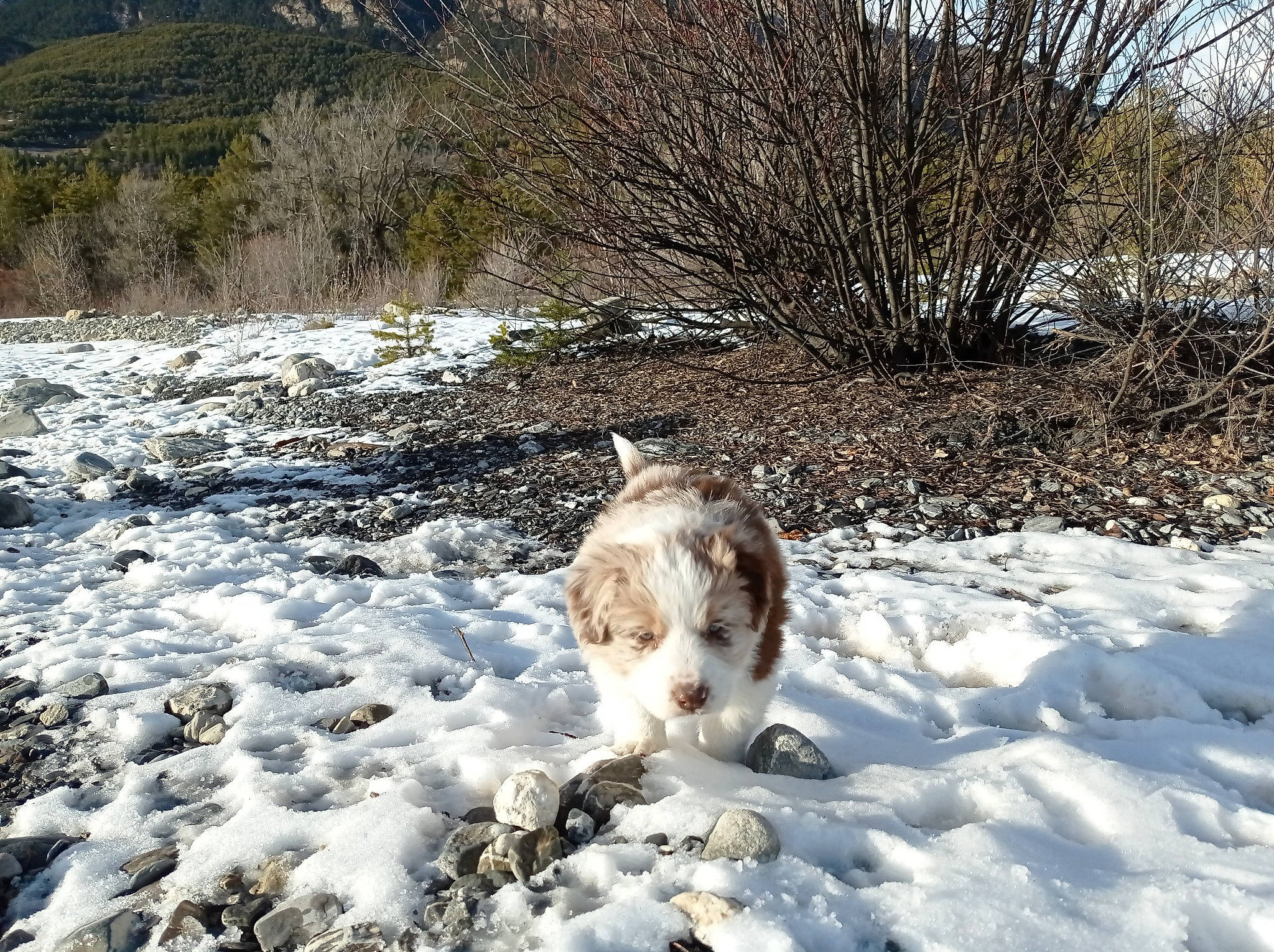 Jockey a rejoint le concours — aidez-le/la à gagner de superbes lots ! canidae, carnivore, companion_dog, dog_breed, felidae, freezing, frost, fur, grass, landscape, natural_landscape, plant, small_to_medium_sized_cats, snow, sporting_group, tail, tree, whiskers, wildlife, winter