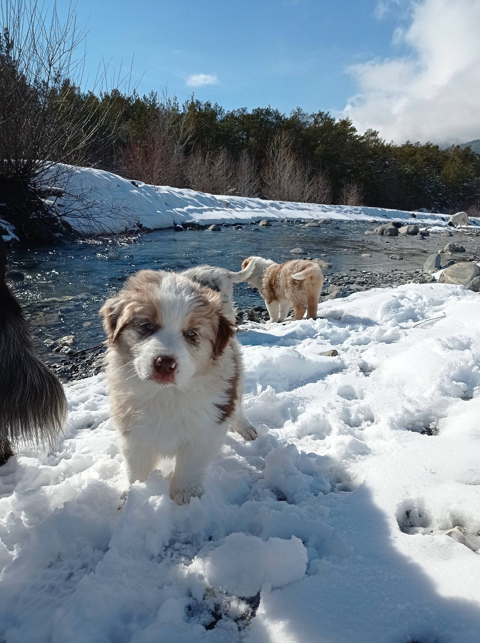 Jockey a rejoint le concours — aidez-le/la à gagner de superbes lots ! canidae, carnivore, cloud, companion_dog, cumulus, dog, dog_breed, freezing, fur, rock, sky, small_terrier, snout, snow, sporting_group, stream, terrier, toy_dog, tree, winter