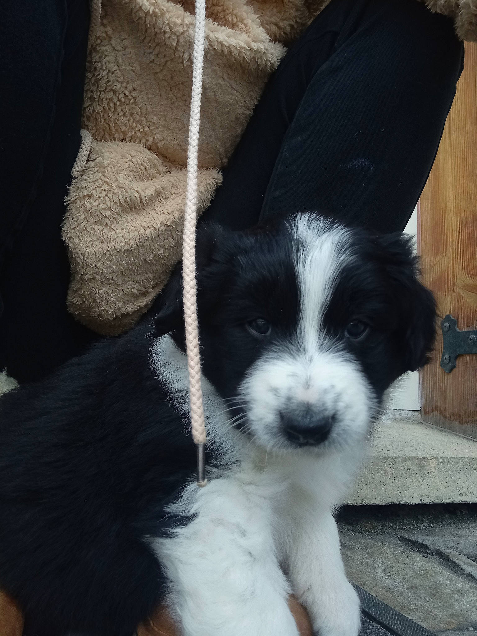 Rocket participe au concours pour gagner de l'argent avec cette photo : canidae, carnivore, companion_dog, corn_on_the_cob, dog, dog_breed, fur, non_sporting_group, puppy, small_terrier, snout, spaniel, sporting_group, tail, terrestrial_animal, terrier, toy_dog, whiskers, working_animal, working_dog