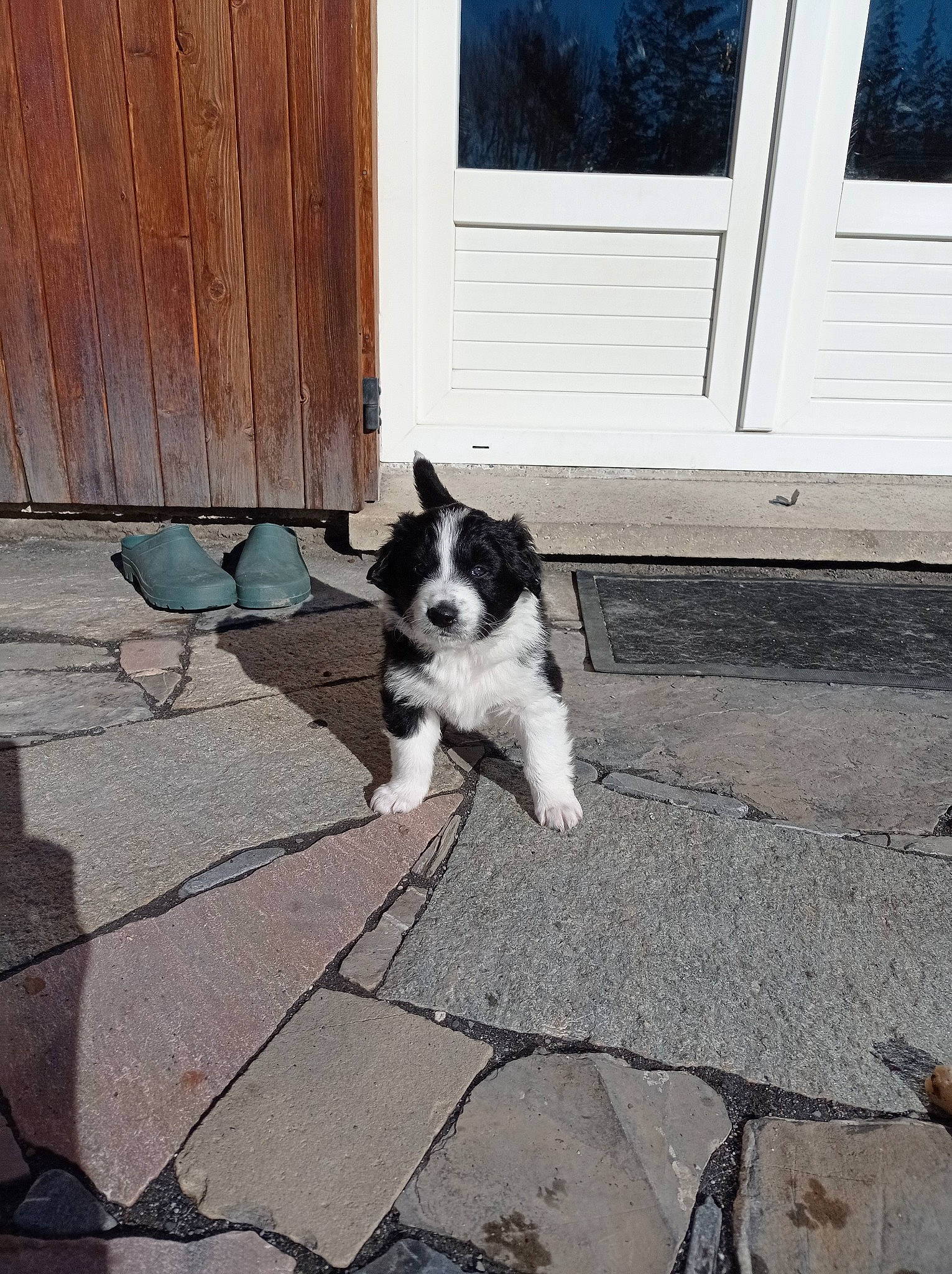 Rocket a rejoint le concours — aidez-le/la à gagner de superbes lots ! art, asphalt, carnivore, companion_dog, dog, dog_breed, door, felidae, floor, flooring, grass, line, road_surface, sidewalk, small_to_medium_sized_cats, snout, sporting_group, tail, tints_and_shades, wood