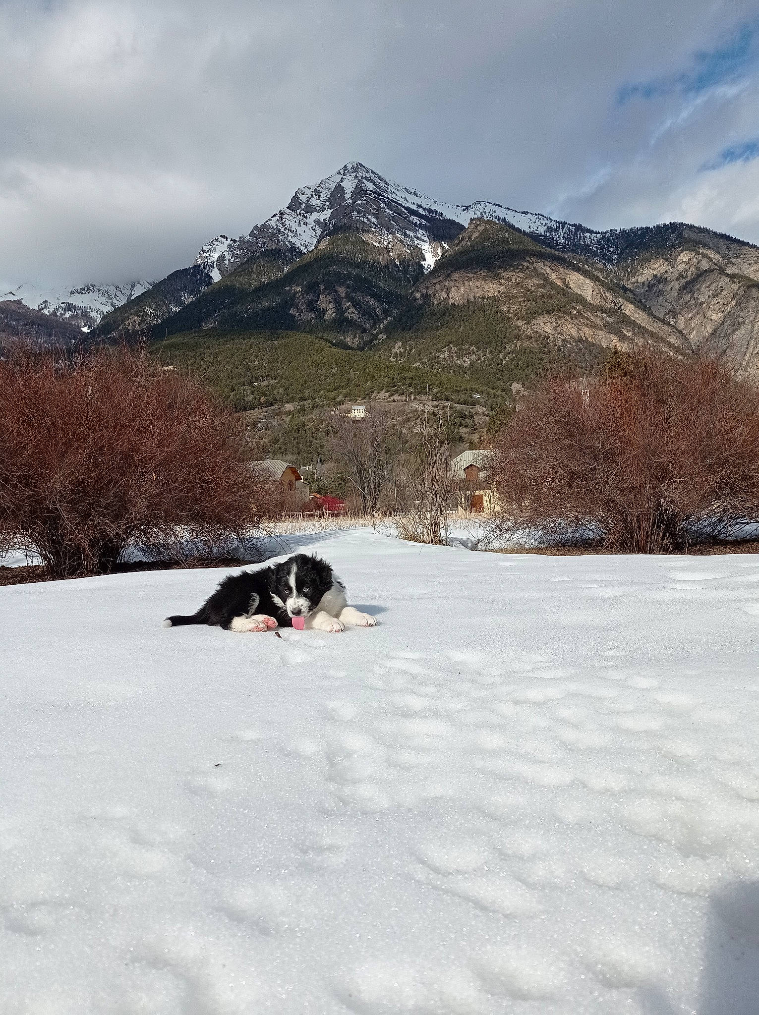 Rocket participe au concours pour gagner de l'argent avec cette photo : carnivore, cloud, dog, freezing, geological_phenomenon, glacial_landform, highland, hill, ice_cap, landscape, leisure, mountain, mountain_range, mountainous_landforms, outdoor_recreation, recreation, sky, slope, snow, tree