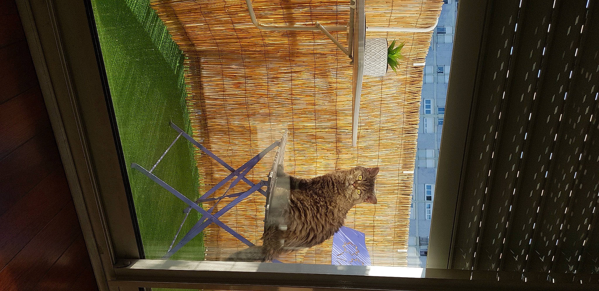 Haddock participe au concours pour gagner de l'argent avec cette photo : art, building, cage, carnivore, cat, facade, felidae, glass, house, mesh, metal, pet_supply, plant, rectangle, small_to_medium_sized_cats, tree, twig, whiskers, window, wood