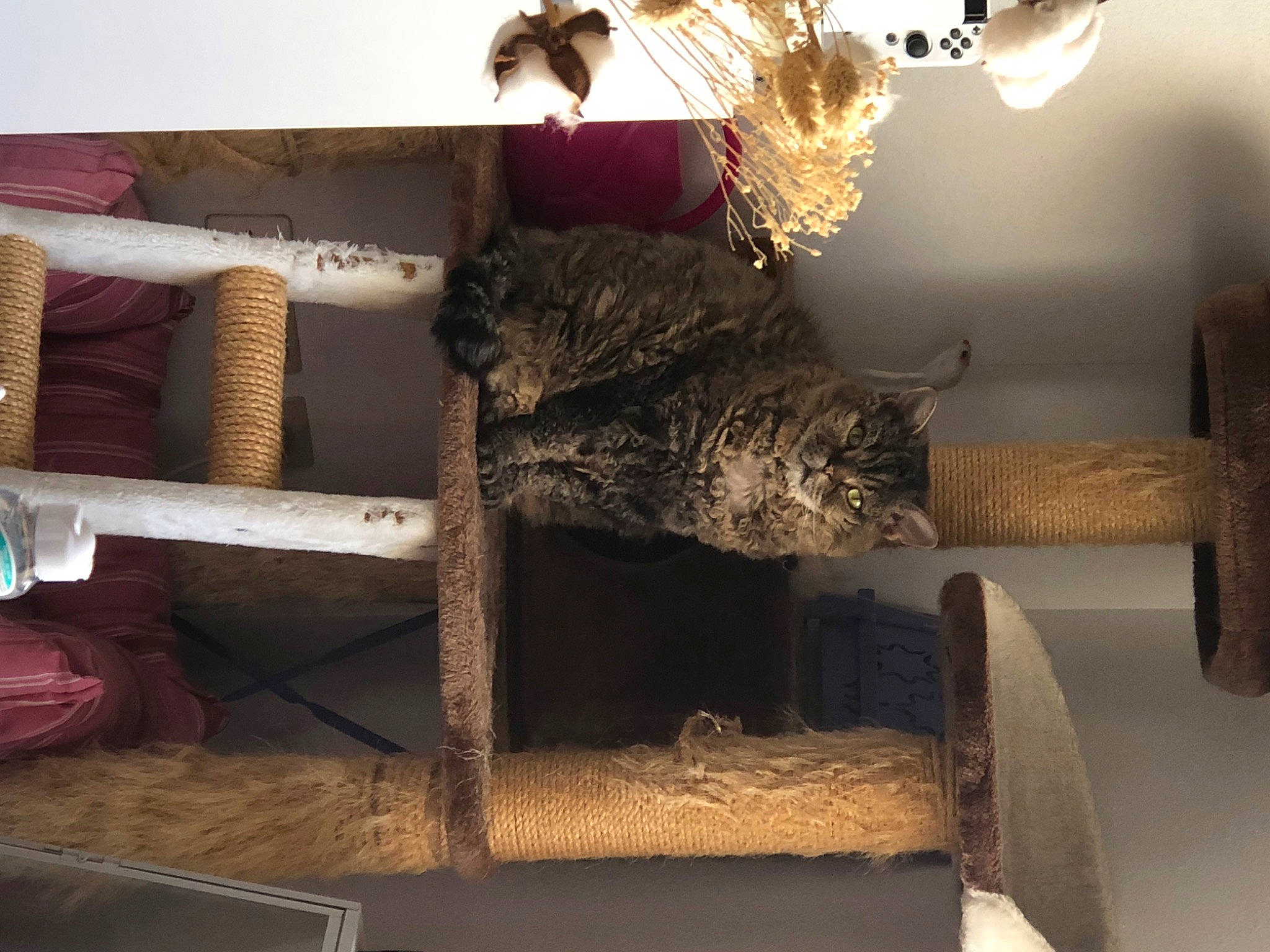 Haddock a rejoint le concours — aidez-le/la à gagner de superbes lots ! art, ceiling, fur, hardwood, house, interior_design, light_fixture, linens, living_room, loom, metal, natural_material, room, shelf, shelving, table, tree, twig, wood