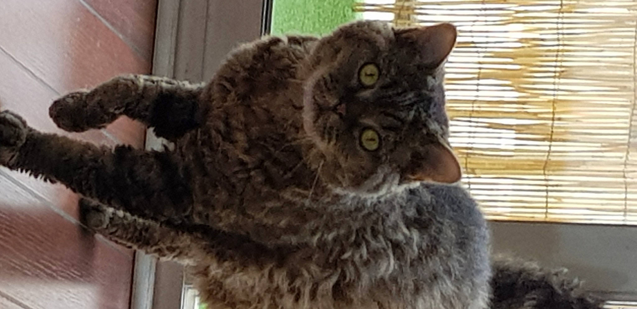 Haddock participe au concours pour gagner de l'argent avec cette photo : carnivore, cat, claw, domestic_short_haired_cat, felidae, fur, mammal, small_to_medium_sized_cats, snout, tail, terrestrial_animal, whiskers, wildlife