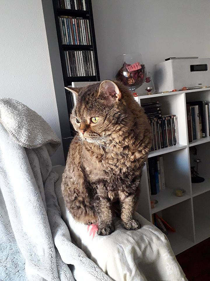 Haddock participe au concours pour gagner de l'argent avec cette photo : bookcase, carnivore, cat, comfort, domestic_short_haired_cat, felidae, fur, grey, linens, room, shelf, shelving, sitting, small_to_medium_sized_cats, snout, tail, terrestrial_animal, whiskers