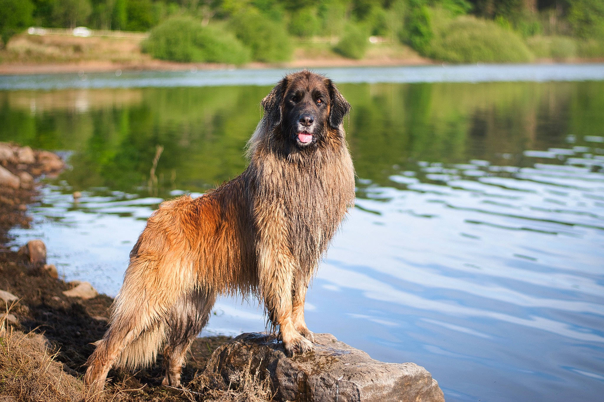 Olive joined the competition — help win amazing prizes! canidae, carnivore, dog, dog_breed, estrela_mountain_dog, giant_dog_breed, leonberger, mammal, newfoundland, sporting_group, vertebrate, working_dog