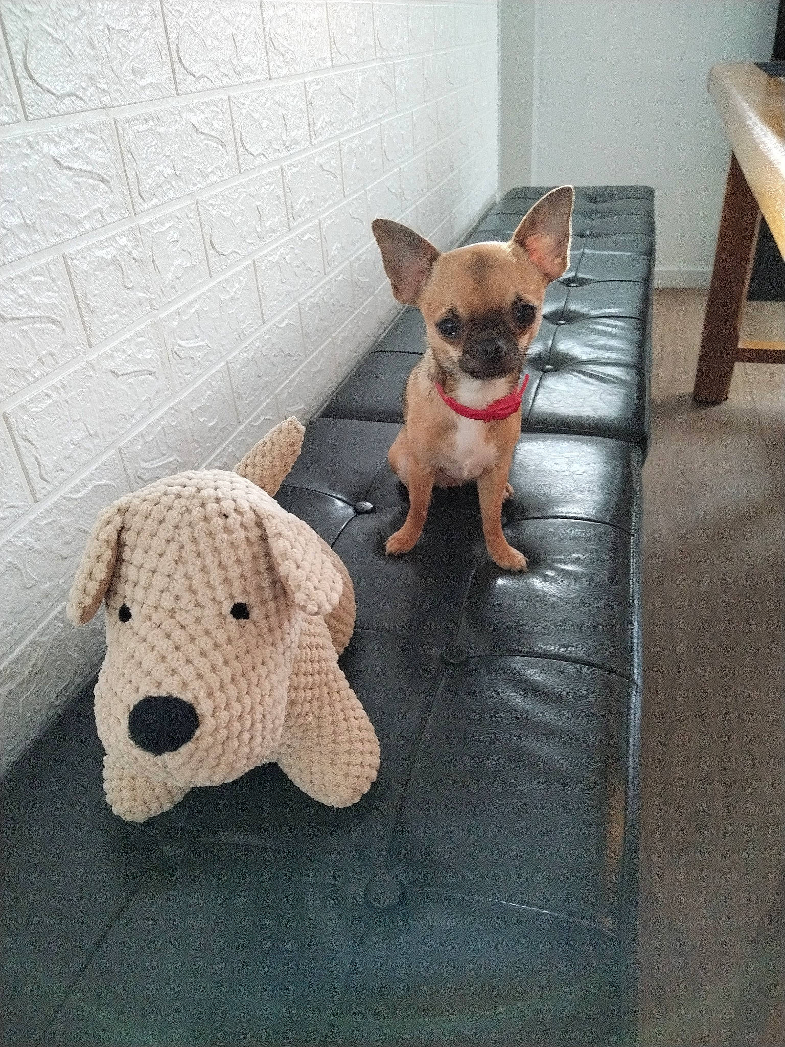 Choupi a rejoint le concours — aidez-le/la à gagner de superbes lots ! carnivore, chair, collar, comfort, companion_dog, dog, dog_breed, dog_clothes, dog_collar, dog_supply, fawn, flooring, pet_supply, snout, sporting_group, tail, toy, toy_dog, wood, working_animal