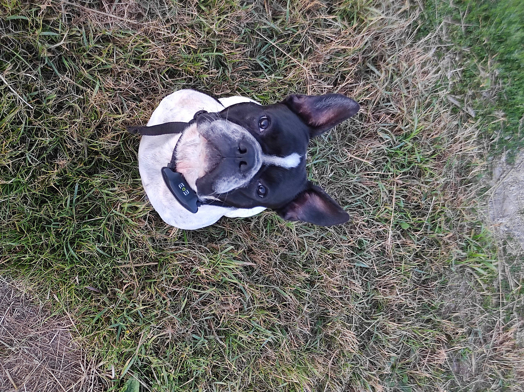 Radja a rejoint le concours — aidez-le/la à gagner de superbes lots ! canidae, carmine, dog_breed, grass, grassland, groundcover, hat, non_sporting_group, personal_protective_equipment, petal, plant, shadow, soil, sporting_group, tail, terrestrial_animal, toy