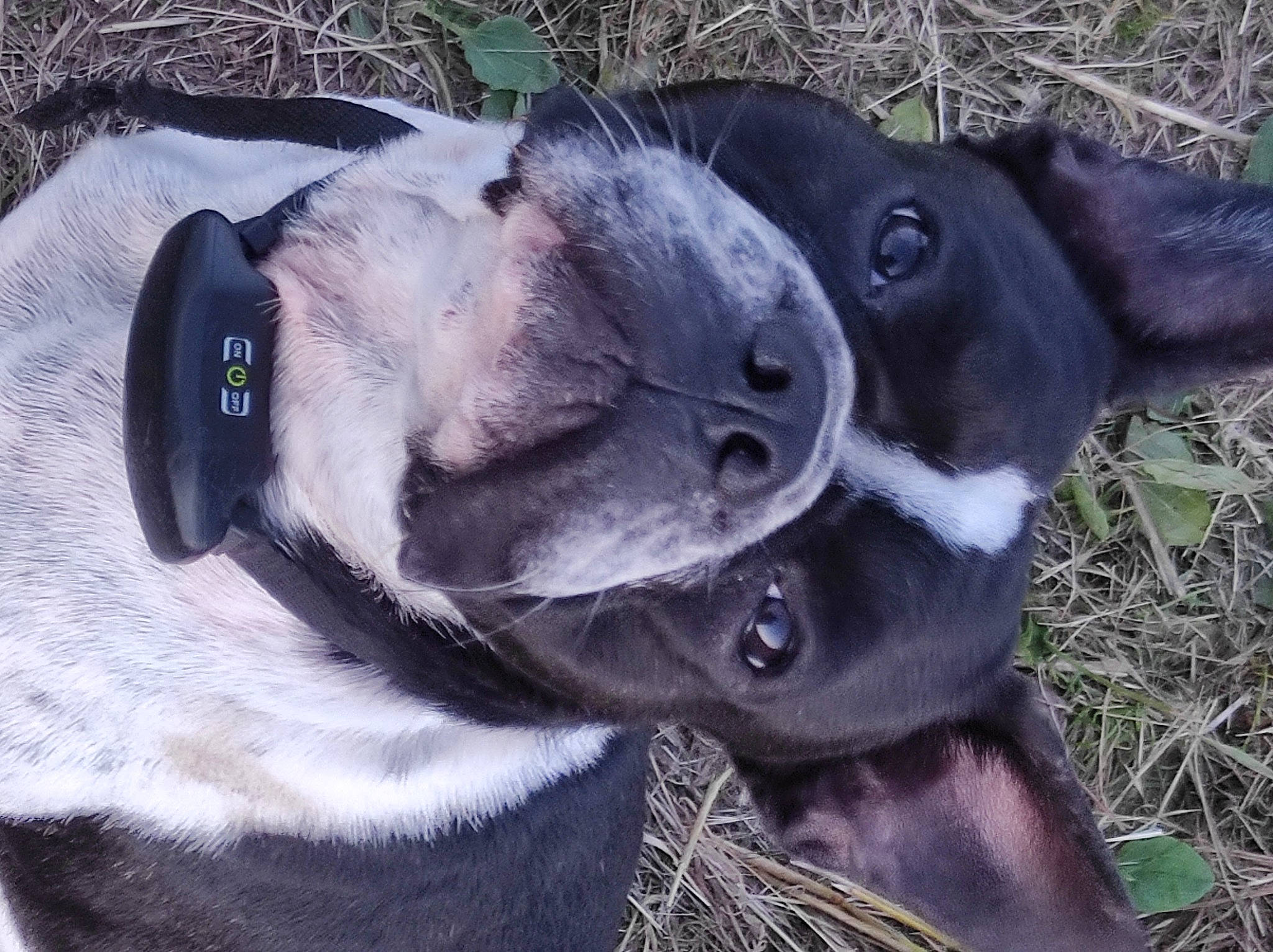 Radja a rejoint le concours — aidez-le/la à gagner de superbes lots ! borador, canidae, carnivore, collar, companion_dog, dog, dog_breed, dog_collar, ear, fawn, fur, grass, jaw, mammal, pet_supply, snout, sporting_group, terrestrial_animal, whiskers, working_animal