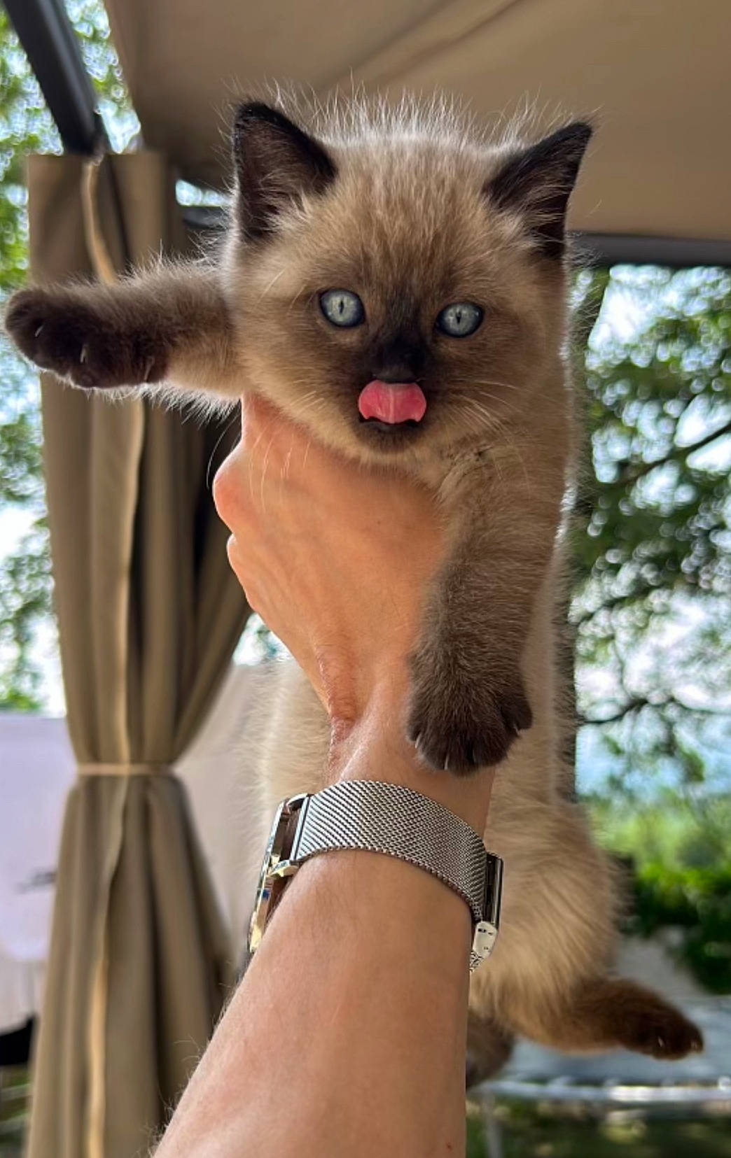 Naya a rejoint le concours — aidez-le/la à gagner de superbes lots ! accessories, animal, bodypart, bracelet, cat, face, hand, head, jewelry, kitten, mouth, person, pet, photography, portrait, siamese, strap, tongue, wrist, wristwatch