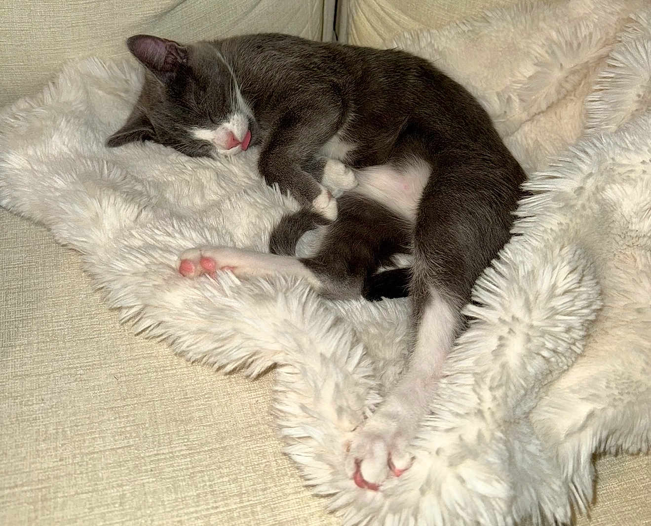 Sox