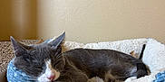 Sox is registered to the contest to win money with this photo: cat, sleeping, pet_bed, gray_cat, white_paws, indoor, carpet, relaxation, cozy, feline, resting, cute, animal, fur, whiskers, napping, soft_bed, quiet, peaceful, domestic