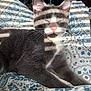 Sox is registered to the contest to win money with this photo: cat, sleeping, grey_and_white, pink_nose, bed, blanket, patterned, cozy, sunlight, indoor, relaxed, pet, feline, whiskers, ears, closed_eyes, fur, comfort, domestic_animal, resting