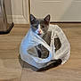 Sox joined the competition — help win amazing prizes! cat, kitten, plastic_bag, floor, door, indoor, curious, gray_cat, white_cat, pet, animal, cute, sitting, looking, wide_eyes, young_cat, household, wooden_floor, trash_bin, domestic