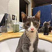 Sox is registered to the contest to win money with this photo: cat, kitten, sink, bathroom, mirror, counter, gray_cat, white_cat, pet, domestic_animal, cute, curious, indoor, feline, eyes, whiskers, pink_nose, reflection, fur, young_cat