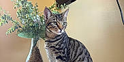 Chip joined the competition — help win amazing prizes! cat, tabby_cat, sitting, table, vase, decor, indoor, plant, greenery, stones, wooden_surface, feline, pet, striped, domestic_animal, calm, window_reflection, living_room, beige_wall, electronics