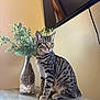 cat, tabby_cat, sitting, table, vase, decor, indoor, plant, greenery, stones, wooden_surface, feline, pet, striped, domestic_animal, calm, window_reflection, living_room, beige_wall, electronics