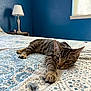 cat, tabby_cat, bed, bedspread, feline, indoor, resting, patterned, blue_wall, window, lamp, nightstand, relaxed, paw, fur, animal, pet, cozy, domestic, quiet
