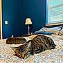cat, tabby_cat, bed, bedding, blanket, pillow, lamp, window, window_blinds, indoor, sleeping, resting, animal, pet, feline, striped, blue_wall, cozy, home, quiet