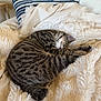 cat, tabby, sleeping, curled_up, fluffy_blanket, pillow, striped_pillow, indoor, cozy, pet, feline, resting, fur, animal, domestic_cat, soft_texture, relaxation, couch, home, comfort