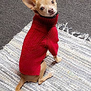 Koko joined the competition — help win amazing prizes! blanket, carpet, chihuahua, collar, cozy, cute, cute_pet, dog, ears, fur, home, indoor, looking_at_camera, pet, portrait, red_sweater, rug, sitting, small_dog, textured_fabric