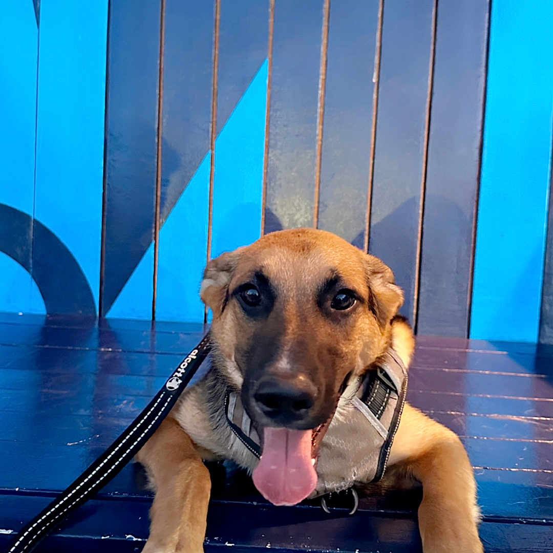 Spooky joined the competition — help win amazing prizes! accessories, animal, beagle, boxer, bulldog, canine, den, dog, doghouse, hound, indoors, labradorretriever, leash, person, pet, pitbull, policedog, puppy, strap, walkingdog