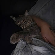 Ola participe au concours pour gagner de l'argent avec cette photo : cat, gray_tabby, sleeping, blanket, tattoo, arm, indoor, cozy, pet, resting, soft, fur, claw, human, hand, bed, comfort, dark, shadow, relaxation