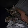 cat, gray_tabby, sleeping, blanket, tattoo, arm, indoor, cozy, pet, resting, soft, fur, claw, human, hand, bed, comfort, dark, shadow, relaxation