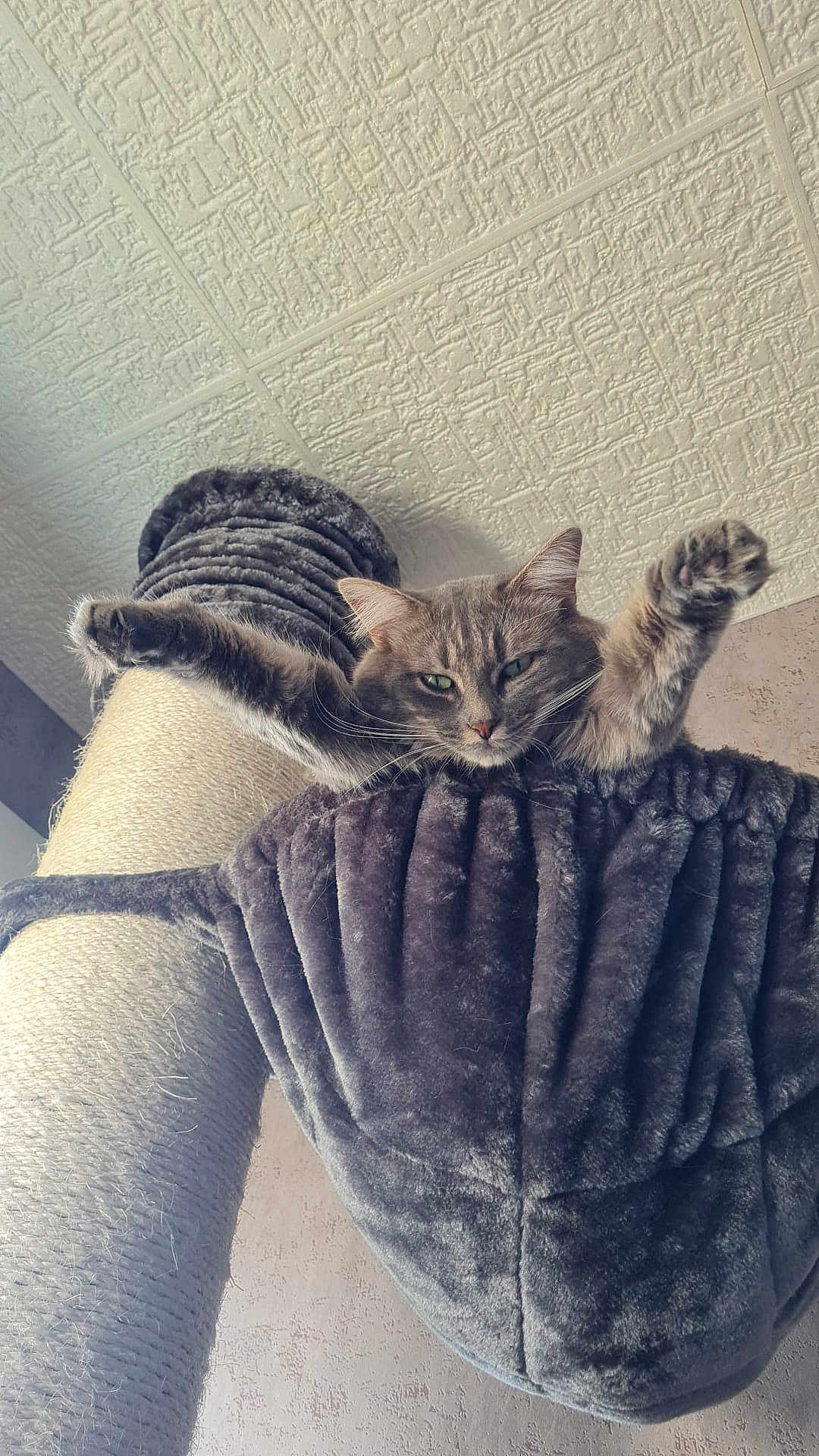 Ola participe au concours pour gagner de l'argent avec cette photo : cat, gray_cat, stretching, paws, hammock, scratching_post, plush, furniture, indoor, pet, relaxed, cozy, fur, whiskers, ceiling, wall, closeup, resting, animal, cute