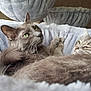 cat, cats, grey_cat, green_eyes, pet, animal, feline, resting, sleepy, cozy, soft, plush_bed, indoor, close_up, cute, whiskers, fur, two_animals, relaxed, companion